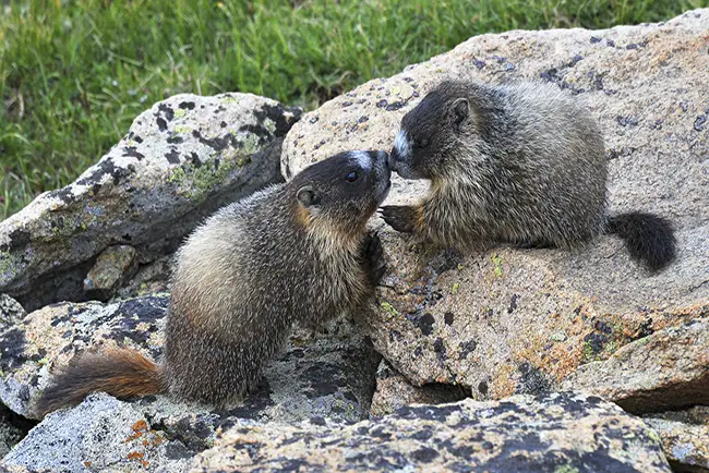Yellow-bellied Marmots kissing in Rocky Mountain National Park